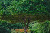 Részleges kép egy faágról a hatalmas fa alatt. Az egész fát tartó ágak