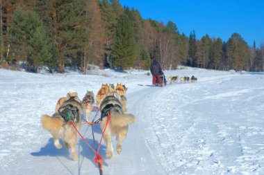 Kızak sürüşünden köpek kızağı bakış açısı