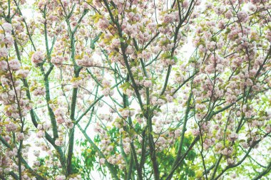 Sakura Japonya 'da çiçek açıyor, renk filtresi uygulanıyor