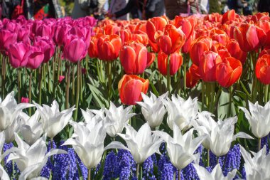 Farklı türler ve lale arkaplan renkleri