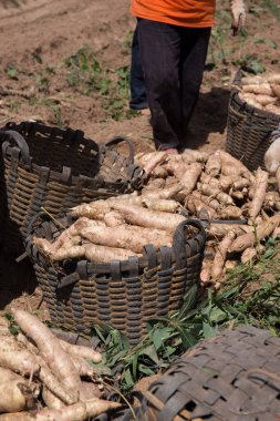 Tayland 'da çiftçiler tarafından toplanan sepetteki Cassava.