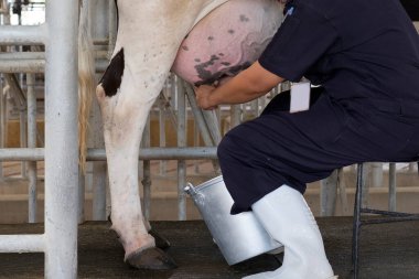 Çiftlik işçisi ineği elleriyle sağıyor.