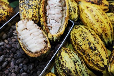 Taze kakao kabuğu. Kakao tohumlarını tepside kakao çekirdekleri ile açıkta bırakıyor.