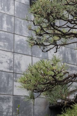 Köhne çimento blok arka planına sahip Japon ağacı