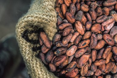 Çuvaldaki kakao çekirdekleri. Yakın çekim.
