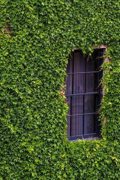 Wall full of leaves around the window