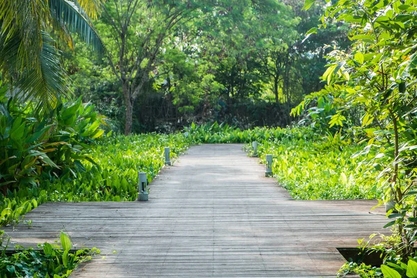 Caminhada Madeira Muito Acima Pântano Com Árvores Plantas Tailândia — Fotografia de Stock
