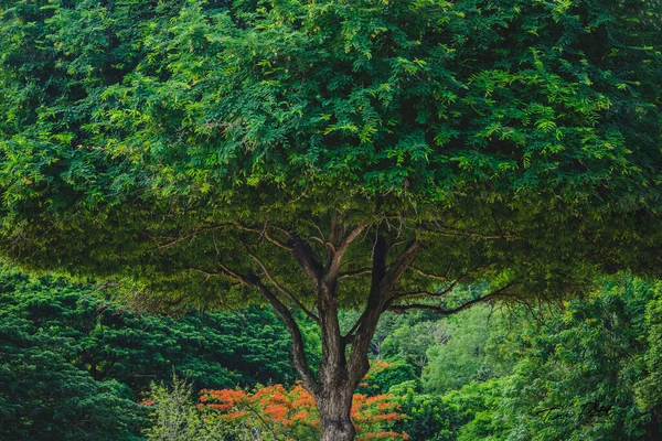 Partial image of tree branch under huge tree. Branches holding up the whole tree