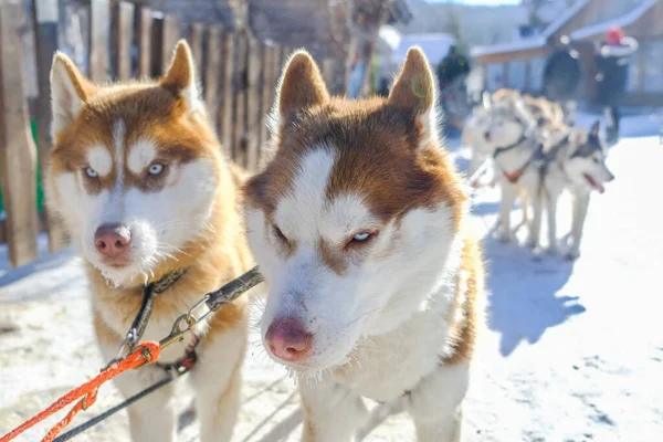 犬のそり場でシベリアの犬の写真を閉じます 犬たちが離陸準備をしている間に撃たれた — ストック写真