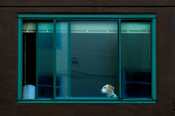 Dog Looking Out Window — Stock Photo, Image