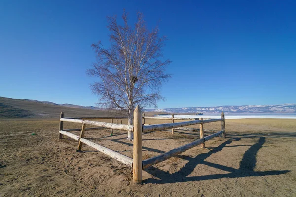 Shaman tree in Lake Baikal. Wooden fence built around the tree with raven nest