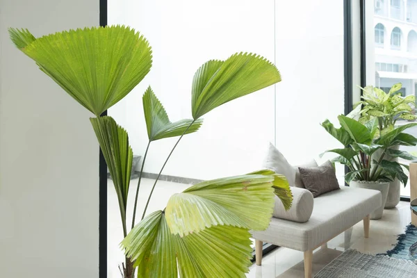 Indoor plant interior decoration in office