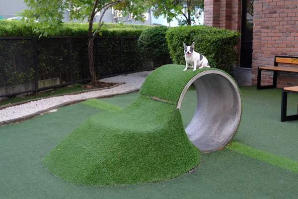 Küçük köpek Chihuahua evcil hayvanlar için oyun bahçesinde duruyor.