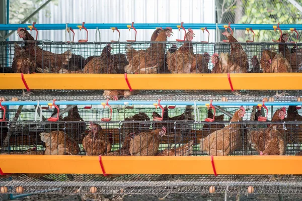 Chicken in cages where they lay their eggs. Chicken farm