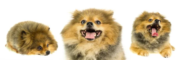 Fat Pomeranian Three Poses Isolate White Background — Stock Photo, Image