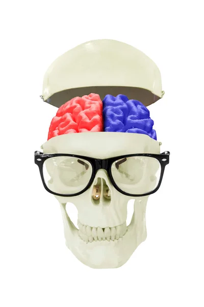 Crânio Nerd Com Duas Cores Cérebro Isolado Fundo Branco — Fotografia de Stock
