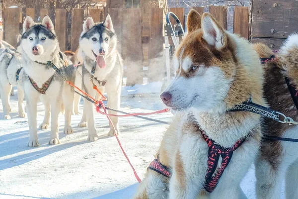 犬のそり場でシベリアの犬の写真を閉じます 犬たちが離陸準備をしている間に撃たれた — ストック写真