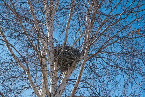 Crow nest on leafless tree with blue sky