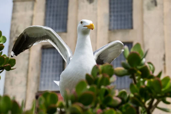 Gull Alcatraz Area Standing Branches Spreading Wings — Stock Photo, Image