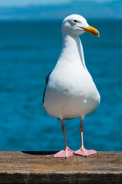 Seagull Standing Wood Sea Background — Stock Photo, Image