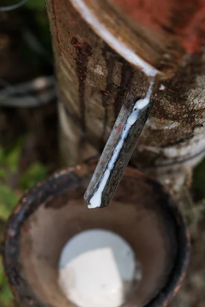 Rubber Tapping Thailand — Stock Photo, Image