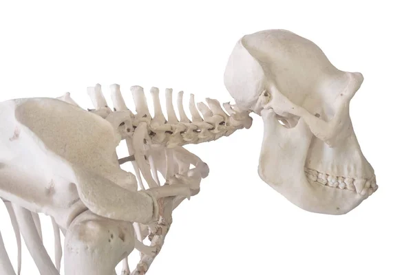 白地に隔離された側面からの猿の骨格 — ストック写真