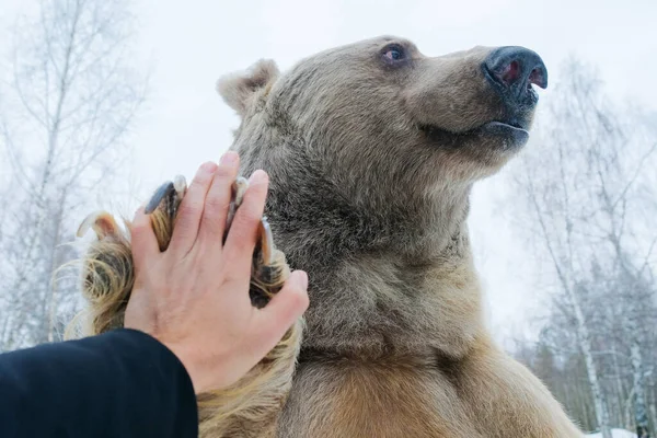 Pata Mão Toque Urso Pardo Ponto Vista Fotógrafo — Fotografia de Stock