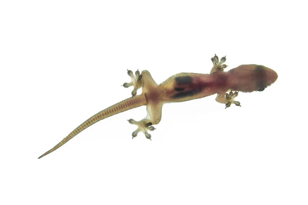 Gecko View Light Make Look Bit Transparent — Stock Photo, Image