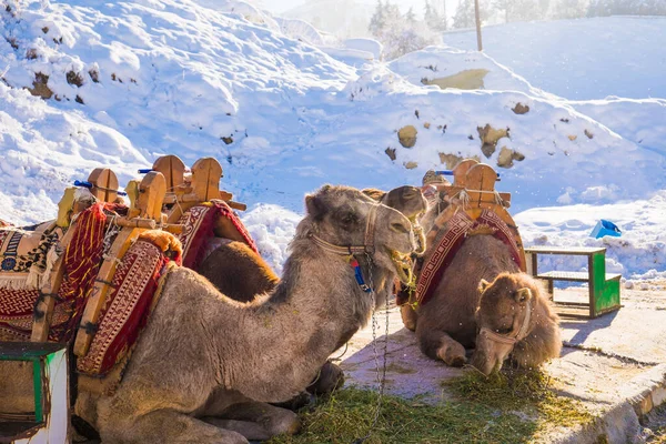 Camels Υπηρεσία Βόλτα Στην Καππαδοκία Τουρκία Χειμώνα Royalty Free Εικόνες Αρχείου