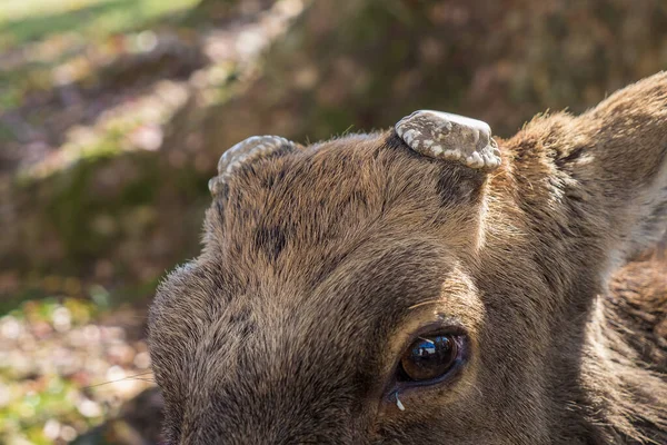 Cierren Ciervos Sin Cuernos Pobre Animal Imágenes de stock libres de derechos