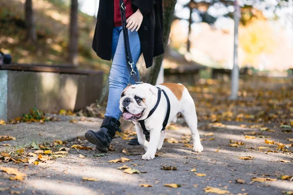 Adorable Bulldog Inglés Paseando Con Dueño Parque Tiempo Otoño —  Fotos de Stock