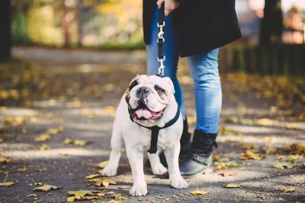 Urocza Buldog Angielski Spacer Jego Właściciela Parku Czas Jesieni — Zdjęcie stockowe