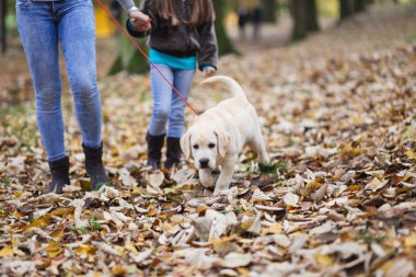 Anne ve kızı ile Park onların labrador retriever köpek yavrusu