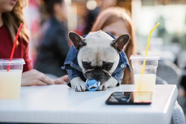 Mère Fille Amusent Avec Leur Bouledogue Français Cafétéria — Photo