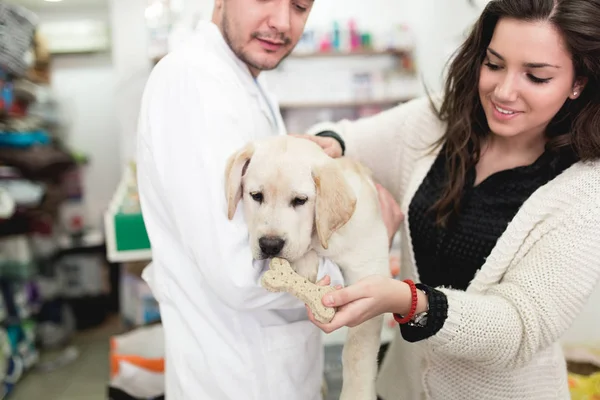 獣医に彼女のラブラドールレトリバーの子犬を持つ若い女性 — ストック写真