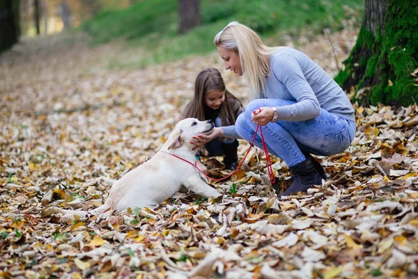 Anya Lánya Labrador Vizsla Kölyök Park — Stock Fotó