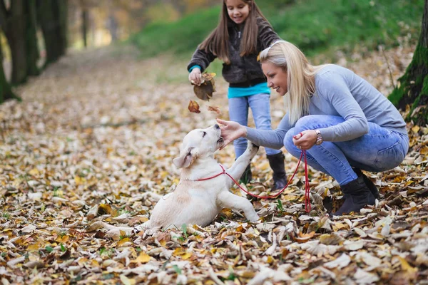 Anya Lánya Labrador Vizsla Kölyök Park — Stock Fotó