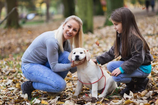 Anya Lánya Labrador Vizsla Kölyök Park — Stock Fotó