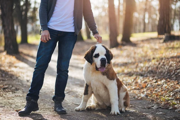 Casualmente Vestido Hombre Disfrutando Aire Libre Con Enviado Bernard Cachorro —  Fotos de Stock