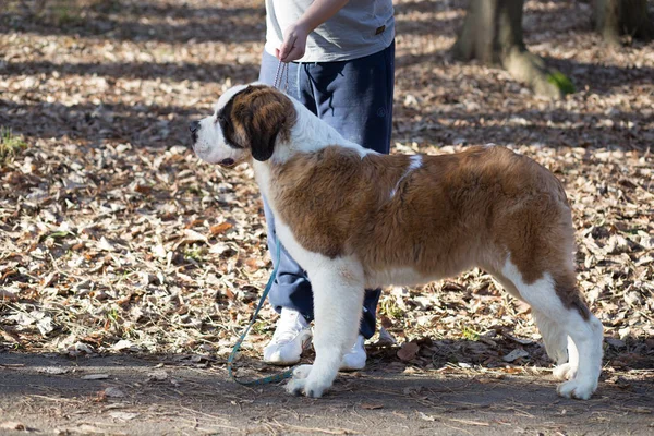 Casualmente Vestido Hombre Disfrutando Aire Libre Con Enviado Bernard Cachorro — Foto de Stock