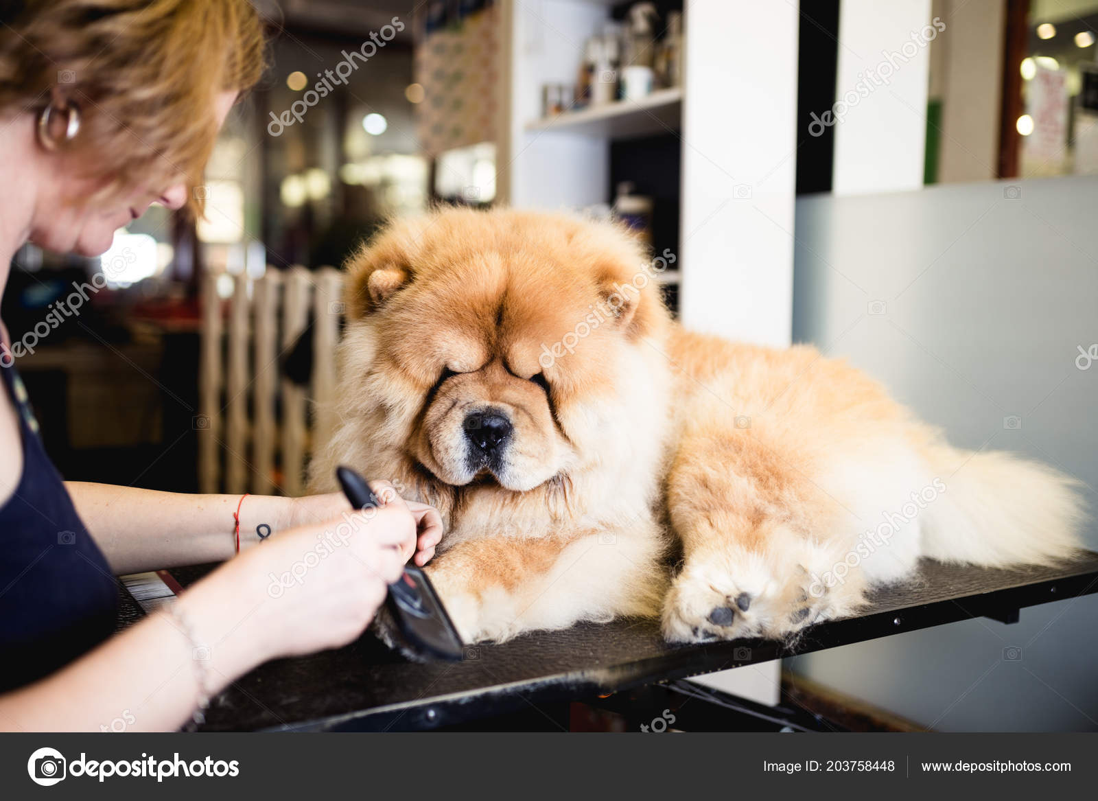 Chow Grooming Chow Chow Dog Chow Chow Dog Clearance Chow Chow