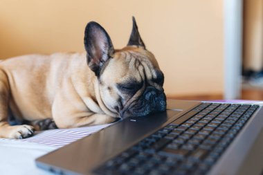 Yatakta dizüstü yanında uyuyan sevimli Fransız bulldog köpek yavrusu.