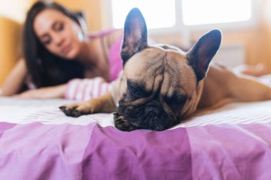 Çekici genç kadının ile onun Fransız bulldog evde beslenen hayvan yatak