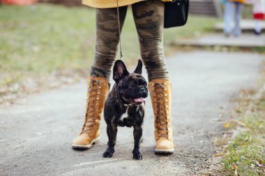 Sonbahar Park onun sevimli Fransız buldozer ile yürüyen kadının. Seçici odak üstünde köpek