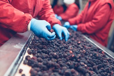 Dondurma ve meyve paketleme fabrikası. Tanınmayan işçinin dondurulmuş ahududu yelpazesi için satır üzerinde koruyucu mavi eldiven eller. Seçici odak.