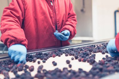 Dondurma ve meyve paketleme fabrikası. Tanınmayan işçinin dondurulmuş ahududu yelpazesi için satır üzerinde koruyucu mavi eldiven eller. Seçici odak.