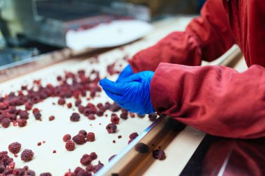 Dondurma ve meyve paketleme fabrikası. Tanınmayan işçinin dondurulmuş ahududu yelpazesi için satır üzerinde koruyucu mavi eldiven eller. Seçici odak.