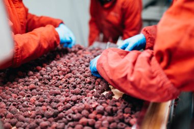 Dondurma ve meyve paketleme fabrikası. Tanınmayan işçinin dondurulmuş ahududu yelpazesi için satır üzerinde koruyucu mavi eldiven eller. Seçici odak.