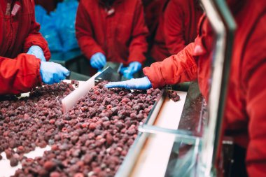 Dondurma ve meyve paketleme fabrikası. Tanınmayan işçinin dondurulmuş ahududu yelpazesi için satır üzerinde koruyucu mavi eldiven eller. Seçici odak.