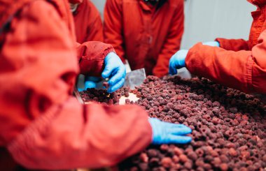 Dondurma ve meyve paketleme fabrikası. Tanınmayan işçinin dondurulmuş ahududu yelpazesi için satır üzerinde koruyucu mavi eldiven eller. Seçici odak.